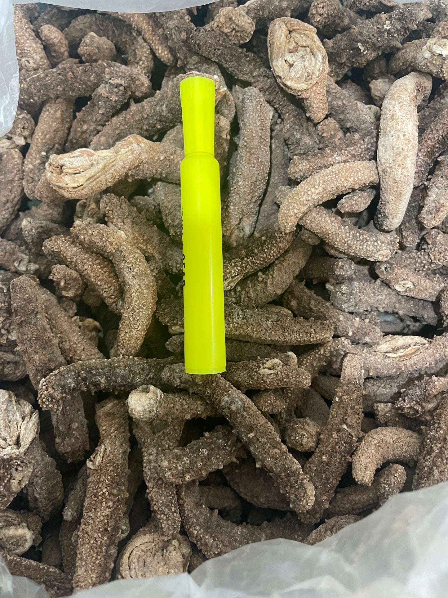 Alaskan Dried Red Sea Cucumber | 阿拉斯加红海参