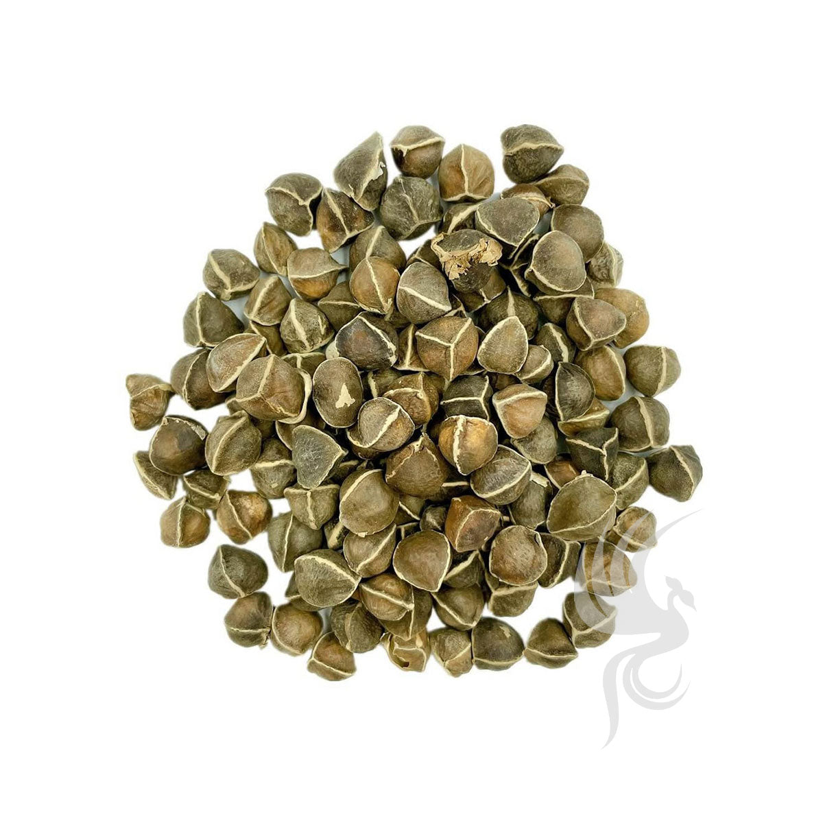 Moringa Tree Seeds | 辣木籽