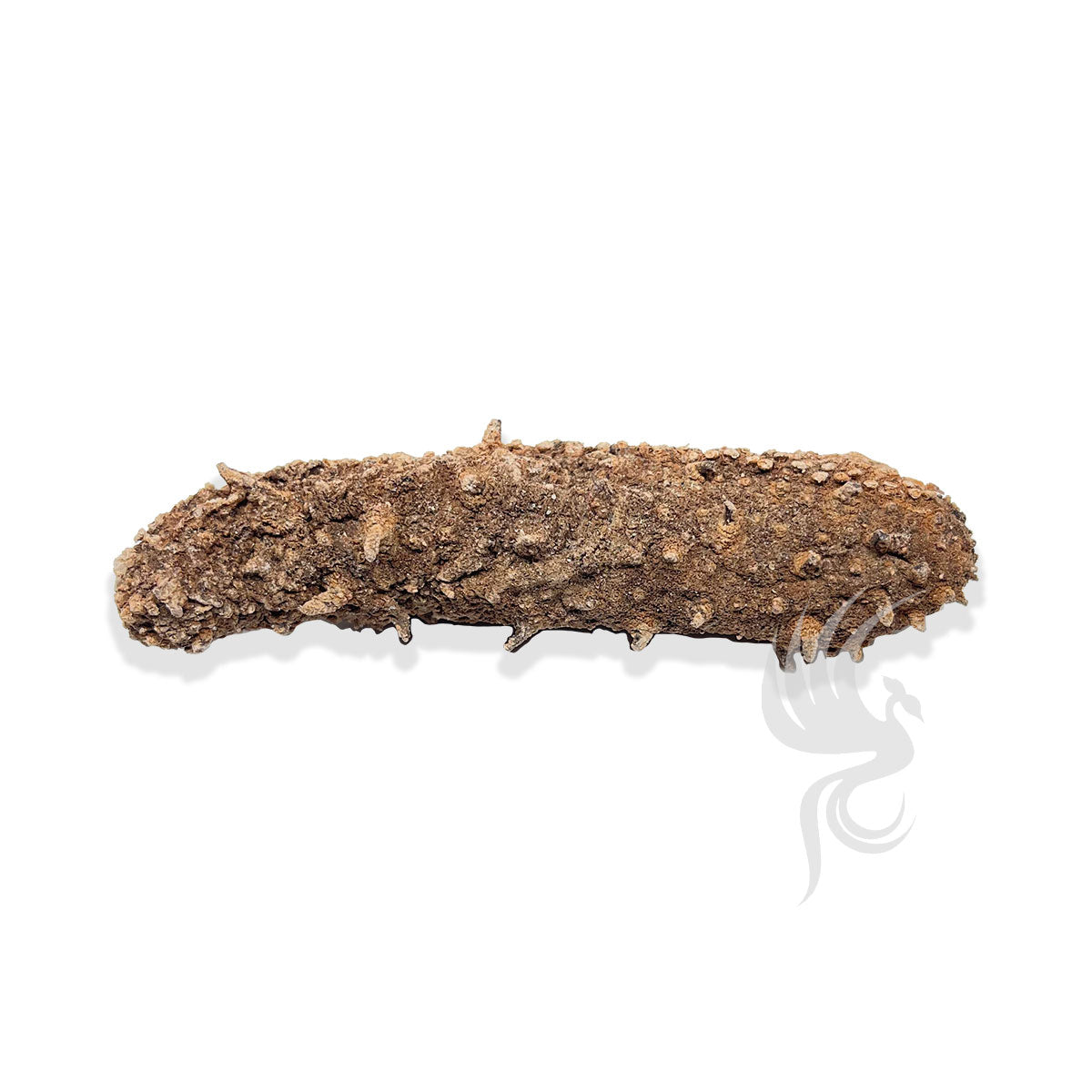 Alaskan Dried Red Sea Cucumber | 阿拉斯加红海参