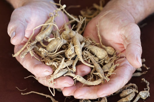 American Ginseng - The Natural Energy Booster