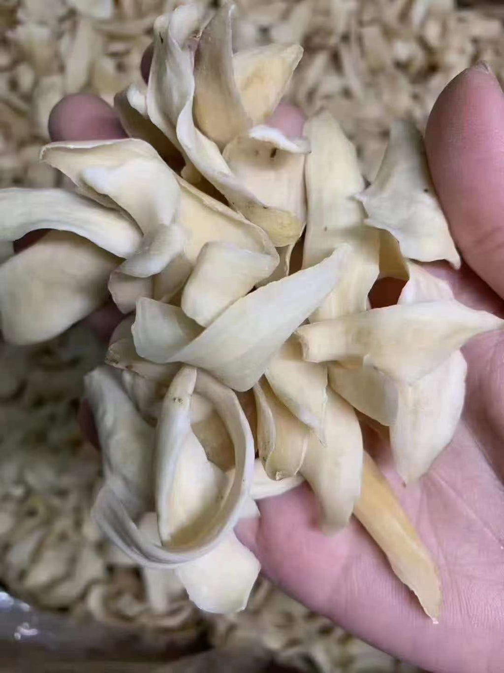Dried Lily Bulbs | 龙牙大百合