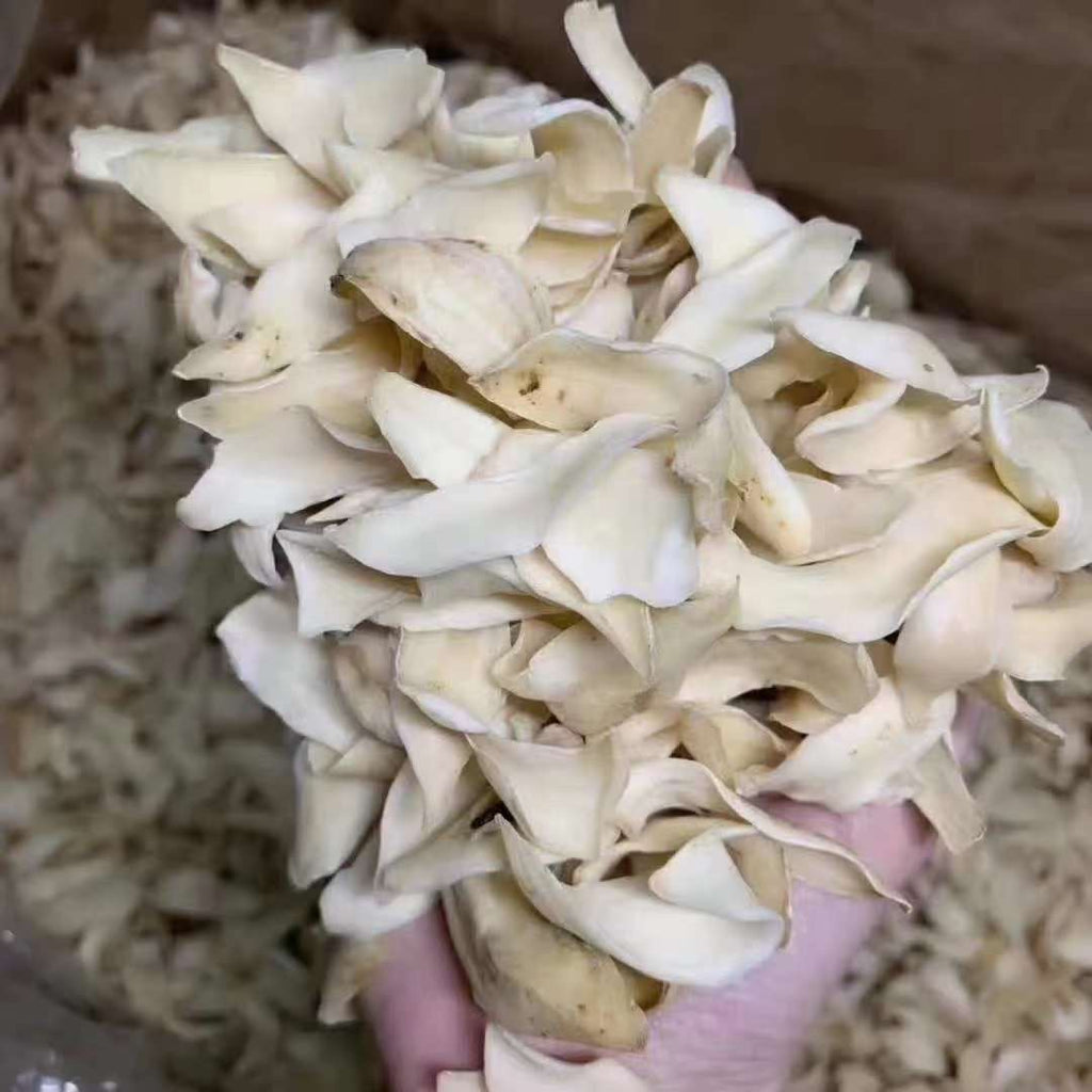 Dried Lily Bulbs | 龙牙大百合