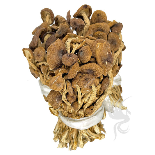 Dried Poplar Mushroom | 茶树菇