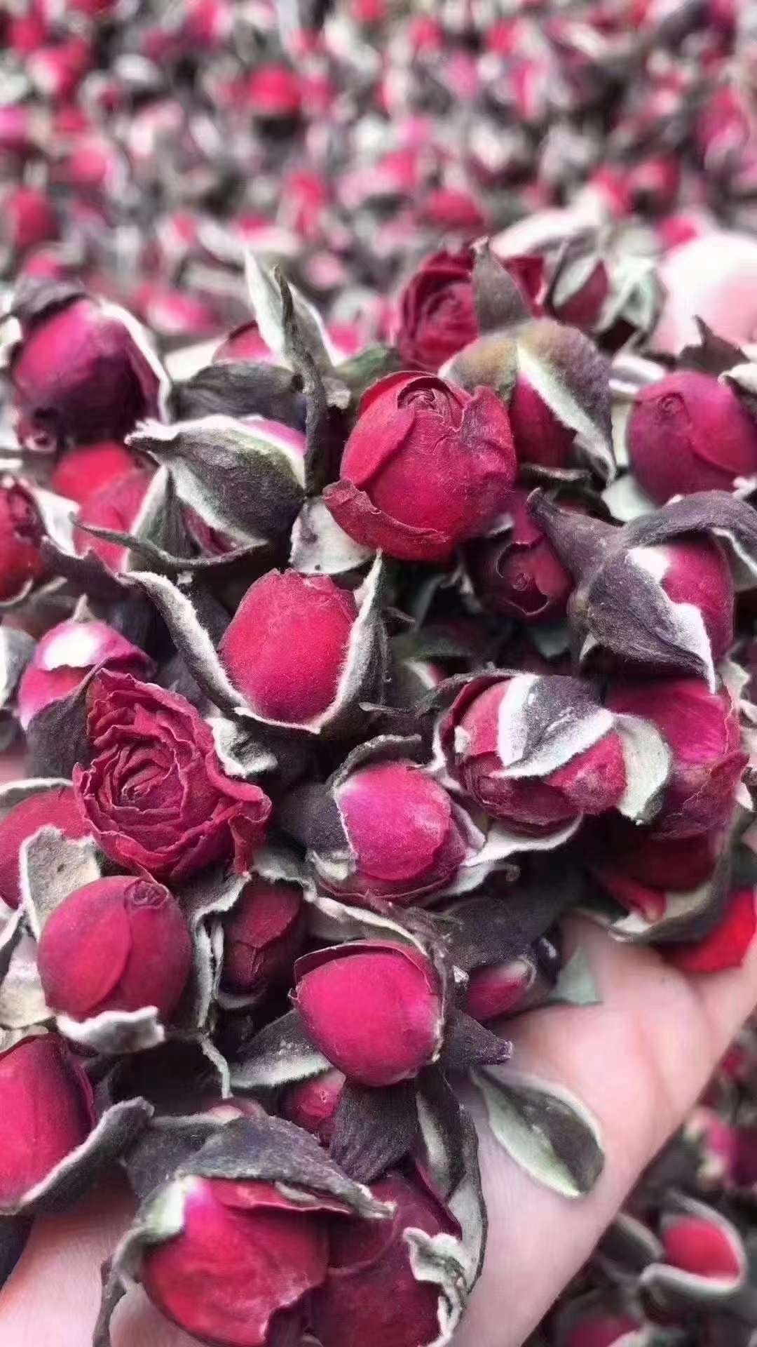Red Rose | 金边玫瑰