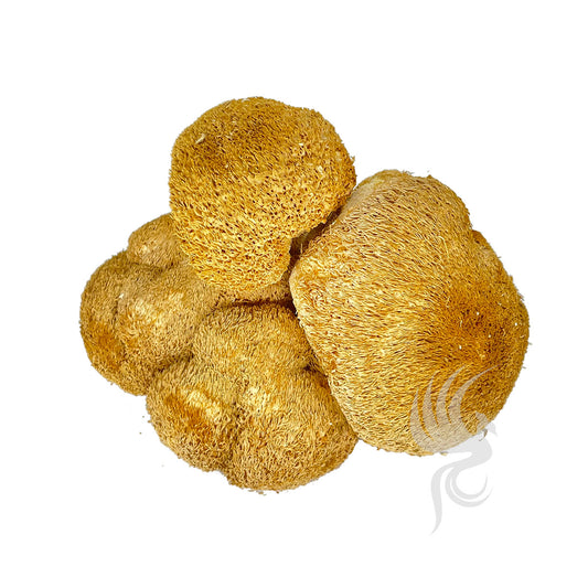 Lion's Mane Mushroom | 猴頭菇